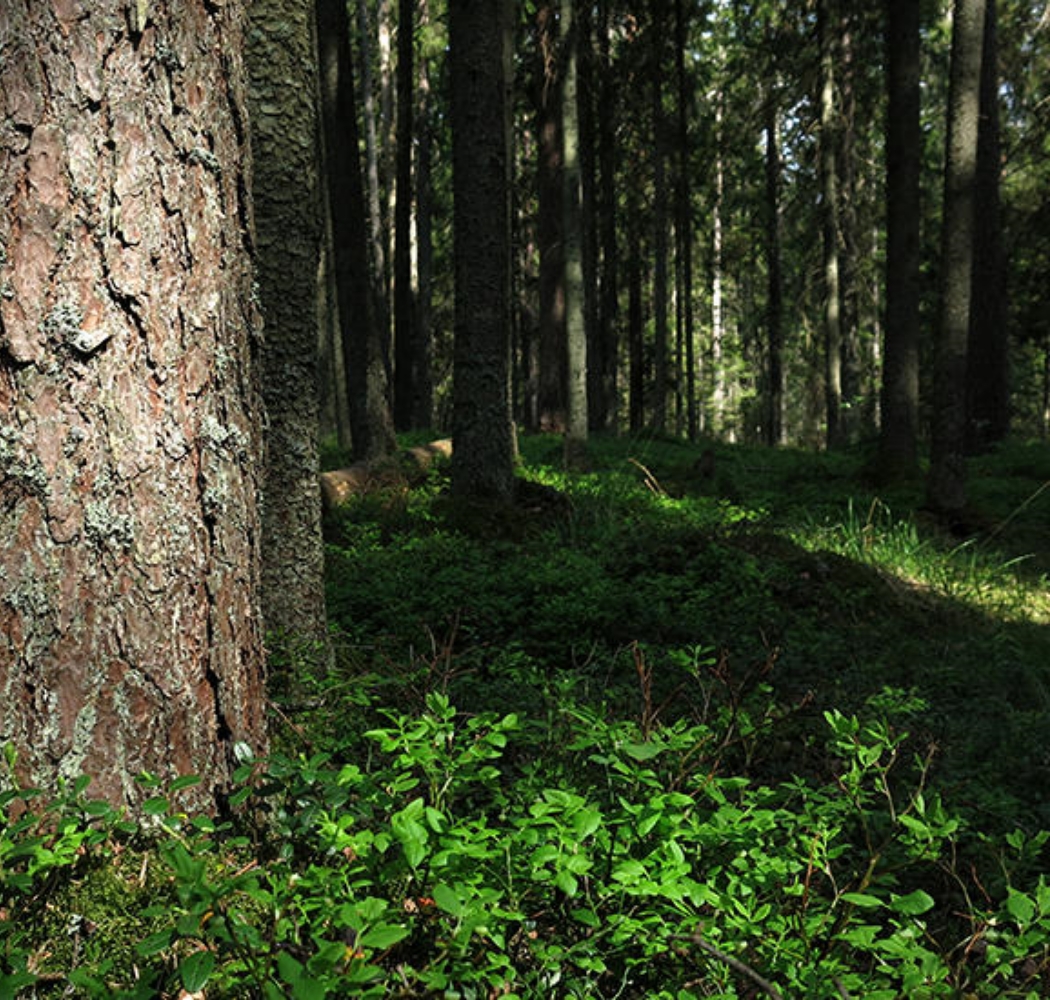 エストニアの森